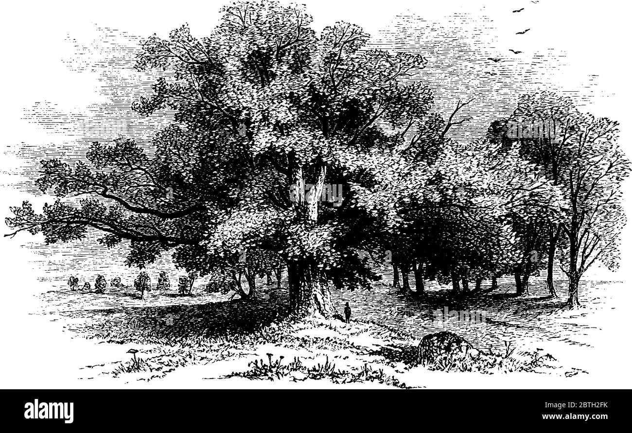 Une vue lointaine d'une scène naturelle d'hommes et d'arbres. Observé que les personnes semblent si petites et se tient à côté d'un énorme arbre, étalant, ligne vintage Illustration de Vecteur