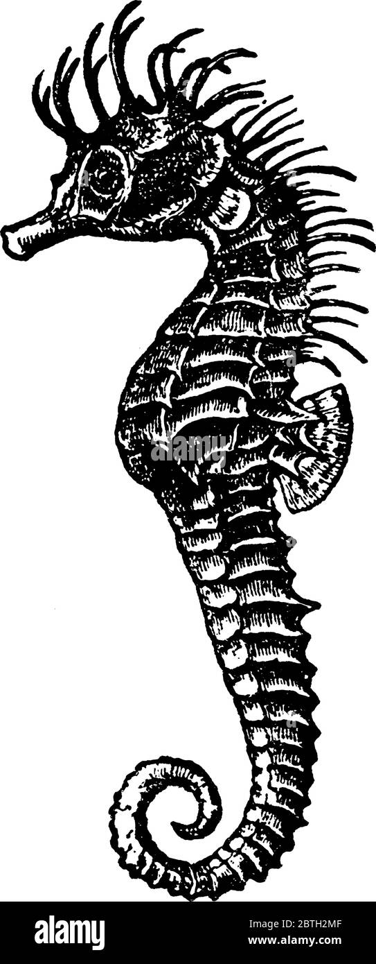 Les hippocampes sont un genre, Hippocampe de poissons, appartenant à la famille des Syngnathidés, qui comprend également des poissons de mer et des dragons de mer verdoyants, la ligne de la dra Illustration de Vecteur