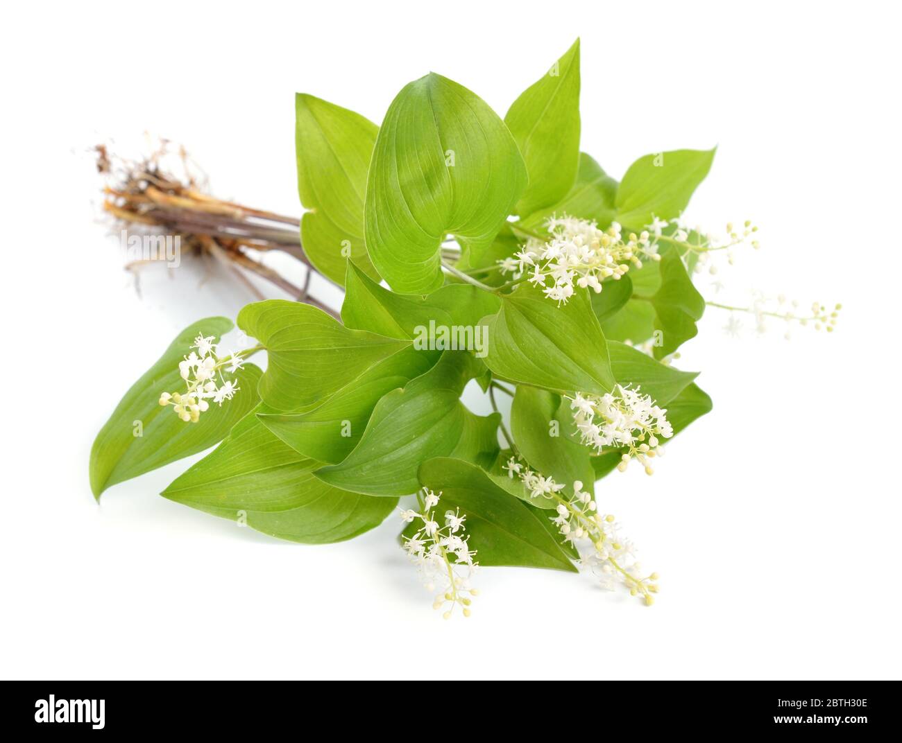 Maianthemum bifolium, faux nénuphars de la vallée ou nénuphars de mai Banque D'Images