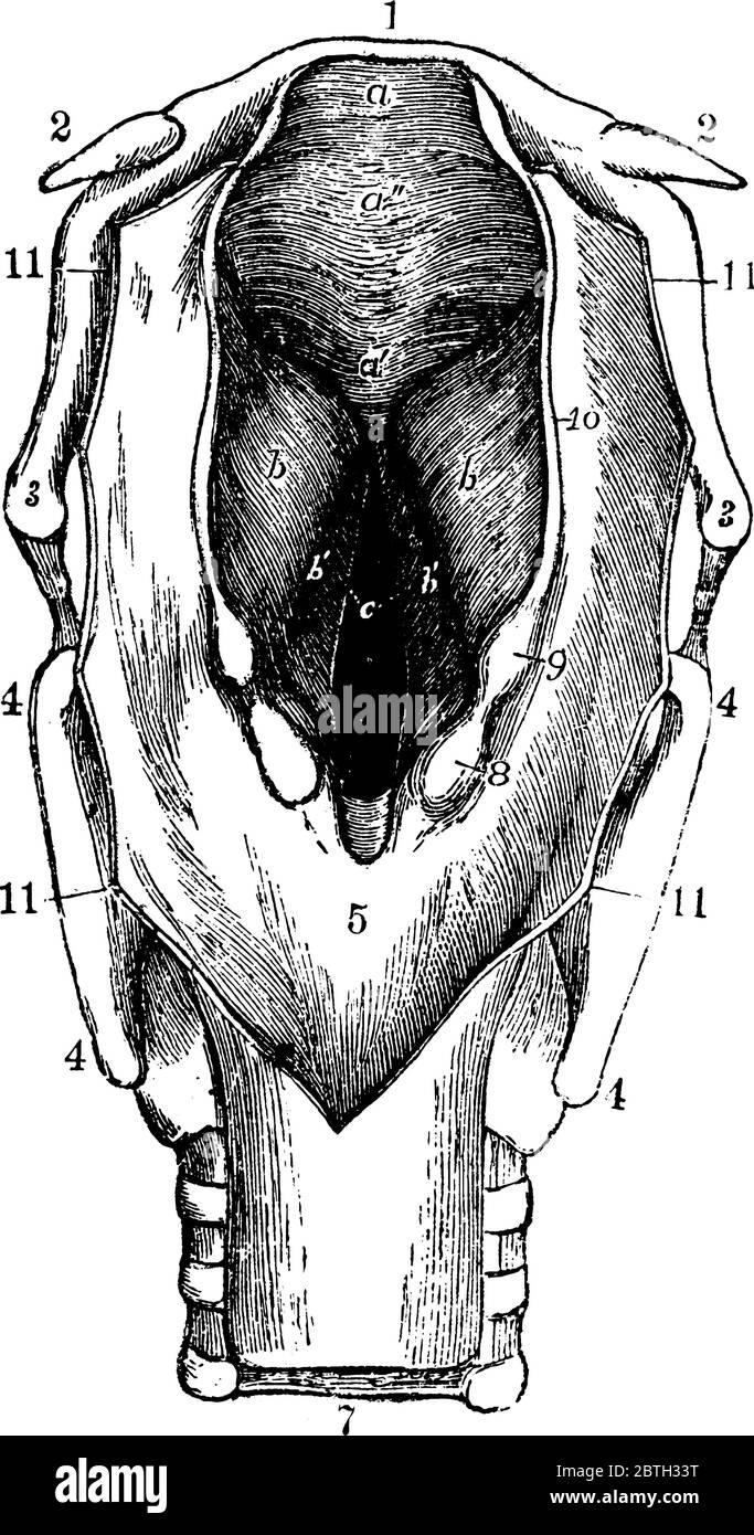 Le larynx est un tube d'environ 2 pouces (5cm) de long chez les adultes, dessin de ligne vintage ou illustration de gravure. Illustration de Vecteur
