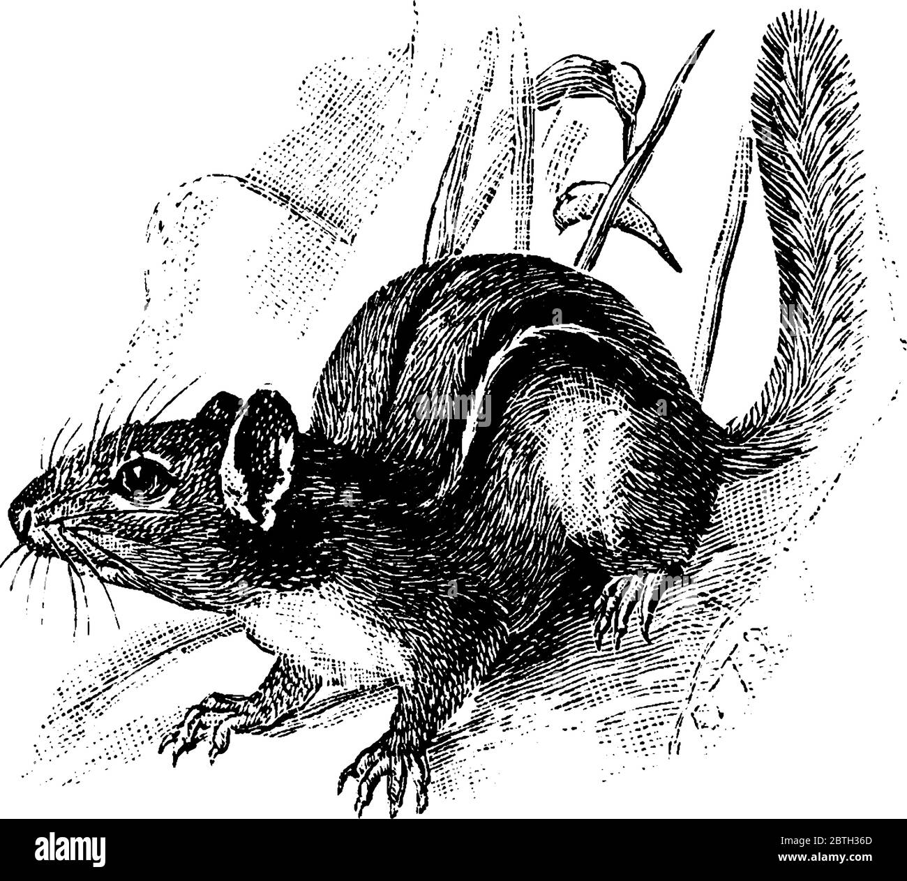 Les Chipmunks sont de petits mammifères, les rongeurs rayés de la famille des Sciuridae, du genre Tamias, consomment des graines, des noix et d'autres fruits, et des bourgeons, construisent des expansiv Illustration de Vecteur