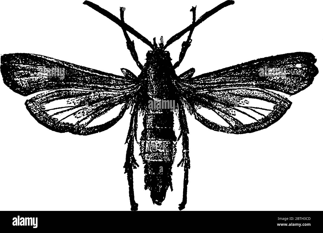 La photo représente les papillons femelles, Sannina exitiosa espèces, avec le collier et a des stries ou des bandes dans tout son corps, thorax, abdomen an Illustration de Vecteur
