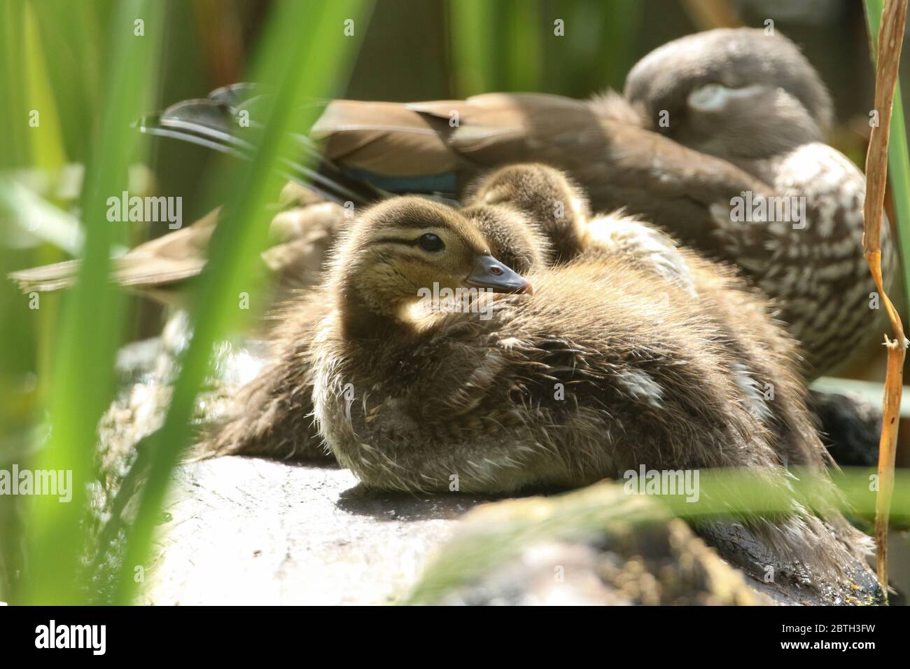 Bebe Canard Mandarin Banque D Image Et Photos Alamy