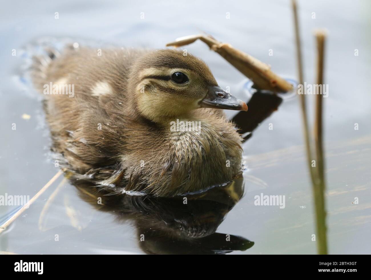 Un adorable caneton mandarin, Aix galericulata, nageant sur un étang au Royaume-Uni au printemps. Banque D'Images