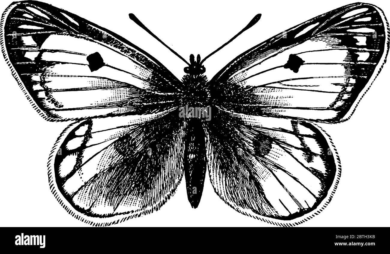 Les papillons sont de la famille Rhopalocera et ils peuvent être trouvés partout les adortes, le dessin de ligne vintage ou l'illustration de gravure. Illustration de Vecteur