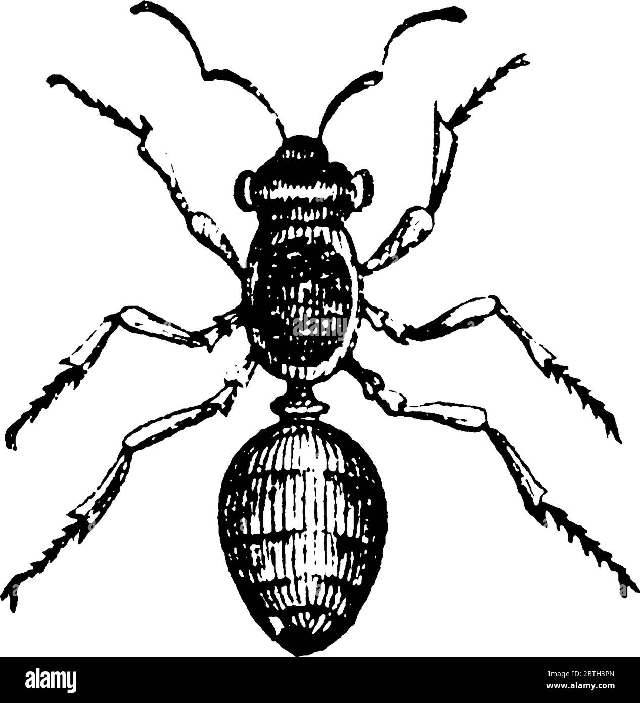 Les fourmis sont des insectes de la famille des Formicidae, dessin de ligne vintage ou illustration de gravure. Illustration de Vecteur