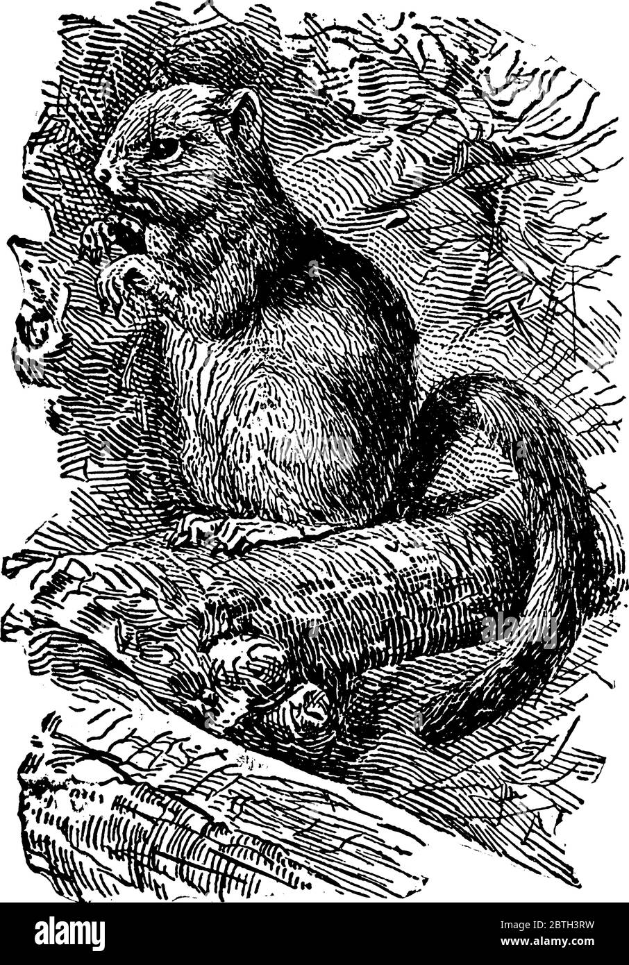 Un petit mammifère européen, un rongeur de la famille des Gliridae dormisouris et trouvé en Europe. Le nom de la souris dorsale fait référence à l'état de la colonne dans lequel elle passe Illustration de Vecteur