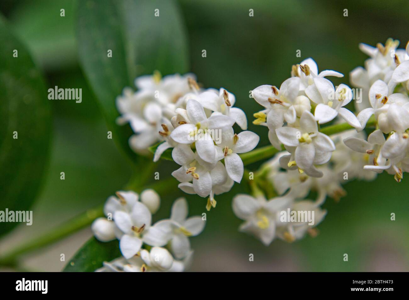 Gros plan de la fleur sauvage d'Europe, Ligustrum vulgare Banque D'Images