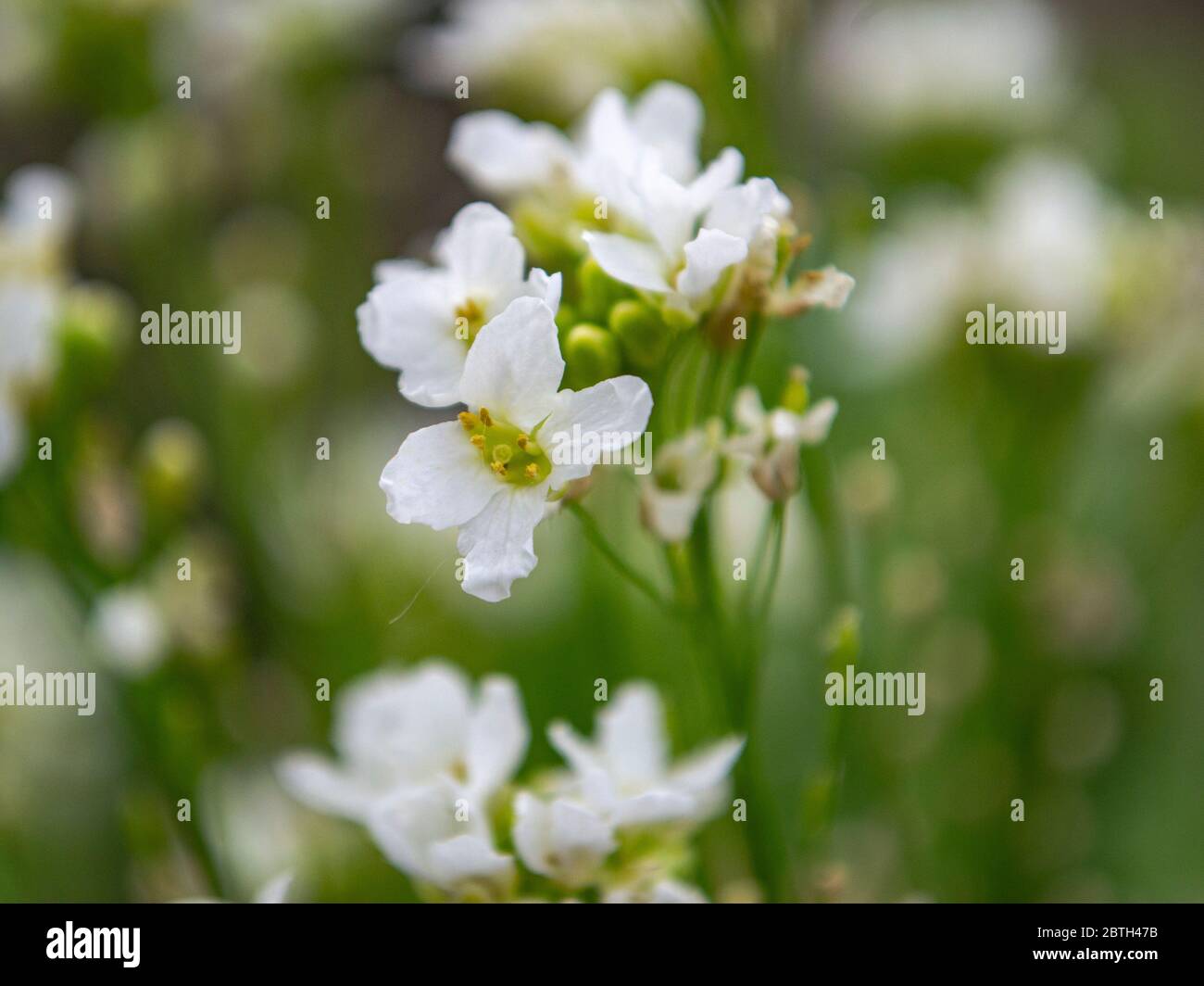 Gros plan de la fleur sauvage d'Europe, Ligustrum vulgare Banque D'Images