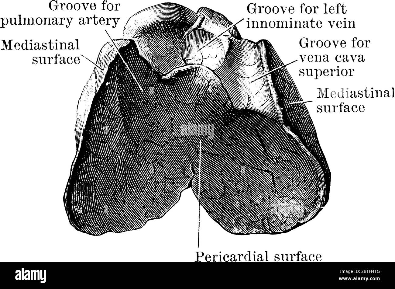 Surface profonde de la glande thymus, prise d'un fœtus. Leurs pièces respectives sont étiquetées, dessin de ligne vintage ou illustration de gravure. Illustration de Vecteur