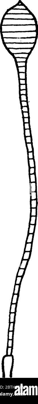 L'antenne de papillon est emportée de chimorécepteurs pour évaluer les propriétés physiques et chimiques de l'environnement, le dessin de ligne vintage ou la gravure d'illustr Illustration de Vecteur