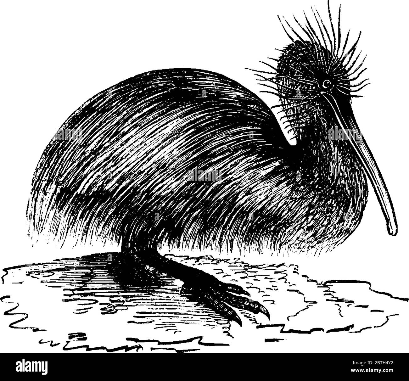 Apteryx est un oiseau sans vol originaire de Nouvelle-Zélande et de la famille des Apterygidae, dessin de ligne vintage ou illustration de gravure. Illustration de Vecteur