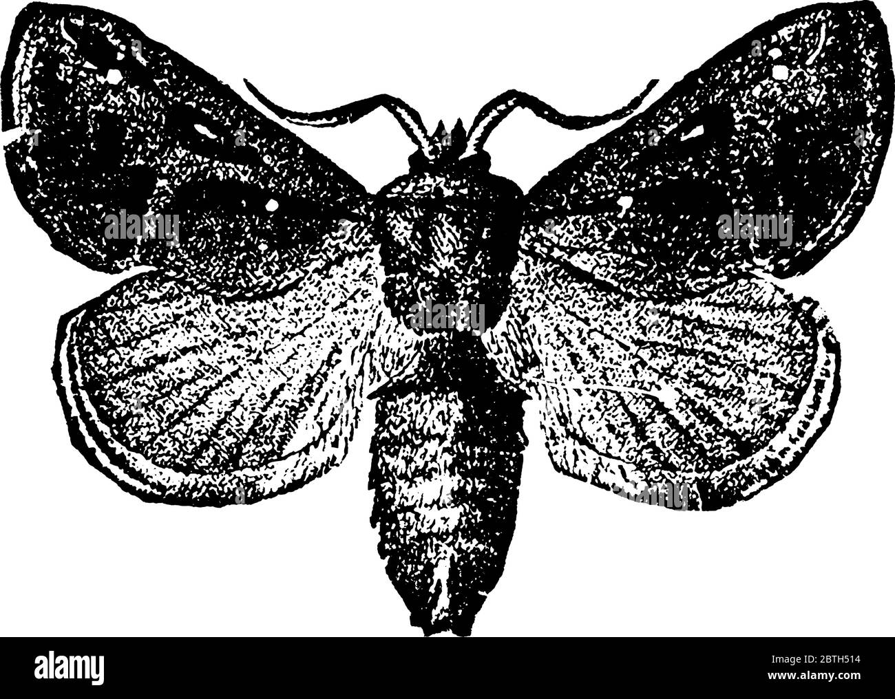 La photo représente la papillon, l'espèce Empretia stinulea, qui décrit une forme de selle, avec des ailes à motif audacieux, un dessin de ligne vintage ou engra Illustration de Vecteur