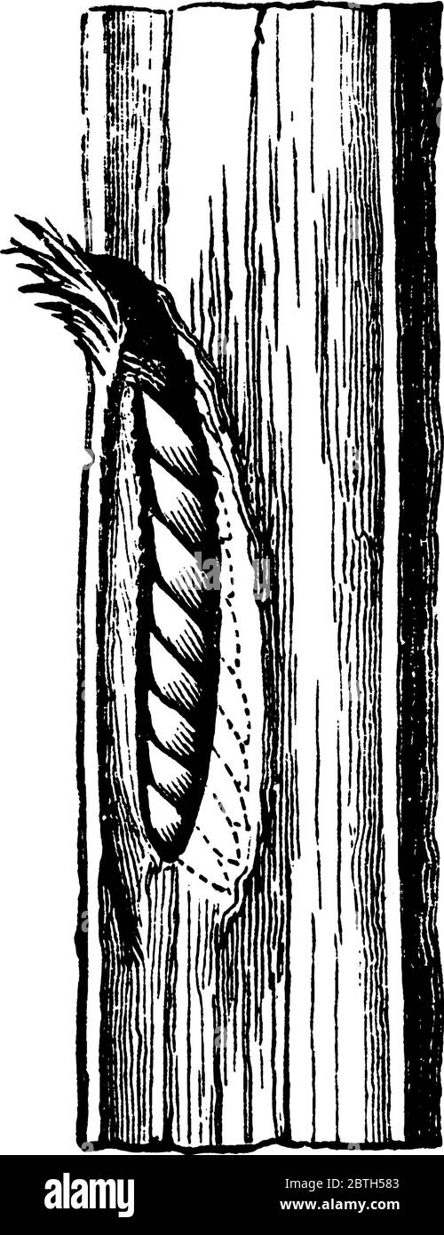 Image d'une vue latérale d'une chambre à œufs de ponctions d'œufs Cicada, dessin de ligne vintage ou illustration de gravure. Illustration de Vecteur