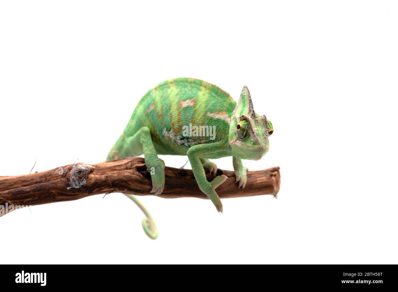 Le Chameleon voilé assis sur une branche isolée sur fond blanc Banque D'Images