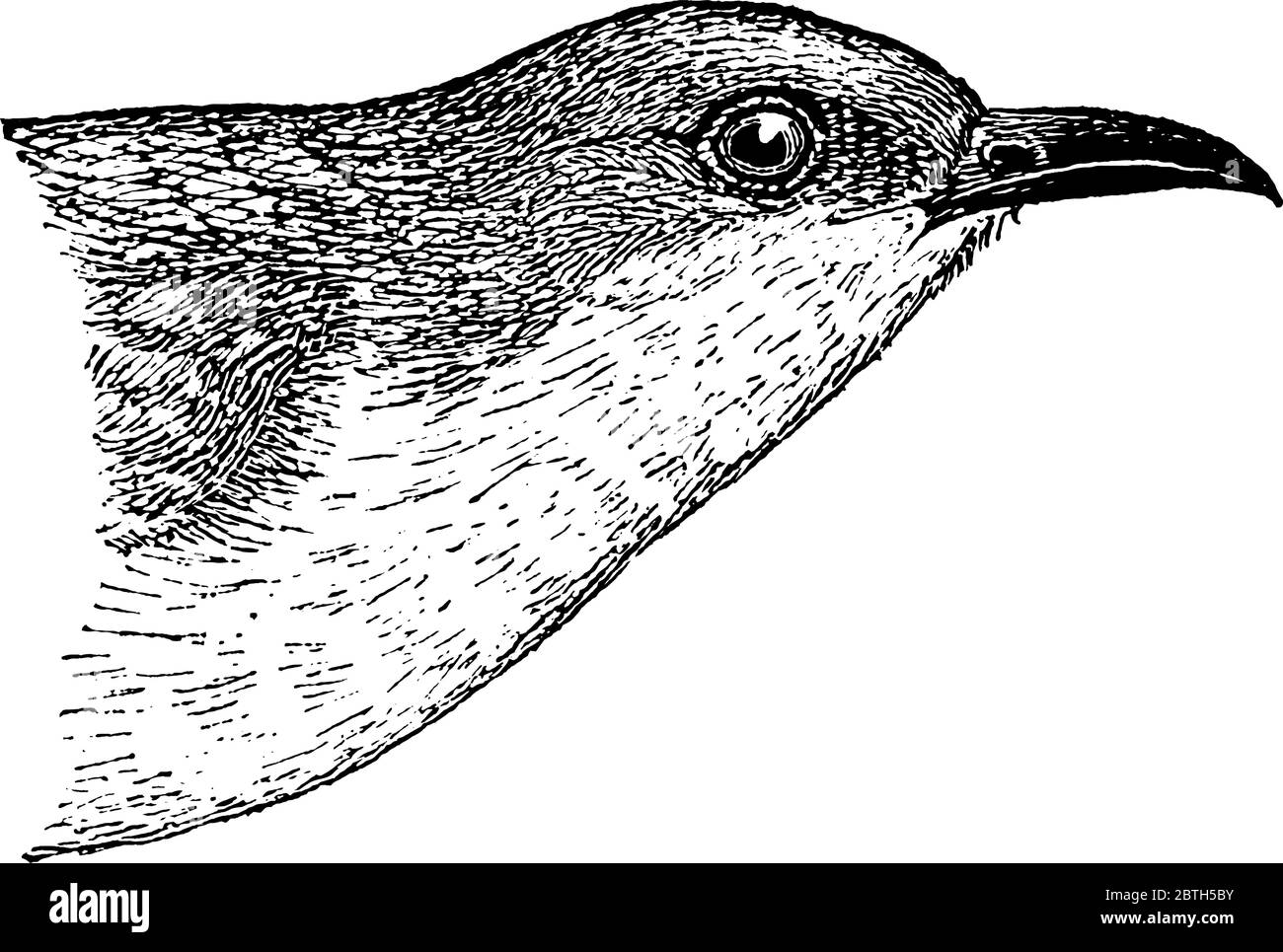 Cuckoo à bec noir habituellement avec un anneau rouge autour de l'oeil, dessin de ligne vintage ou illustration de gravure. Illustration de Vecteur