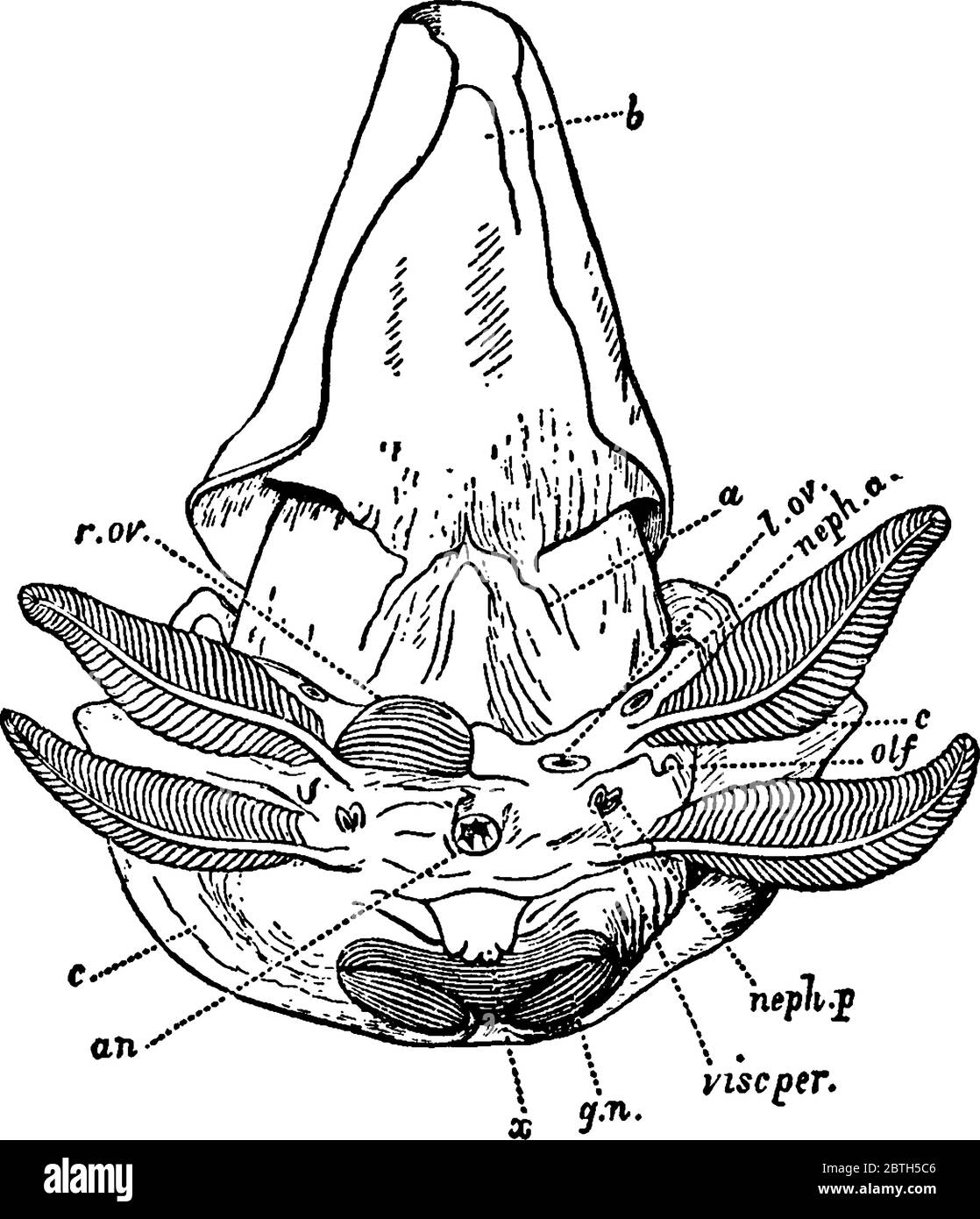 Illustration de la vue postéro-ventrale de la femelle nautilus sans la coque, dessin de ligne vintage ou illustration de gravure. Illustration de Vecteur
