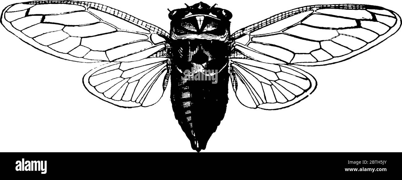 Cicada est un insecte ailé de la famille des Cicadidae, il est un insecte produisant du son., dessin de ligne vintage ou illustration de gravure. Illustration de Vecteur