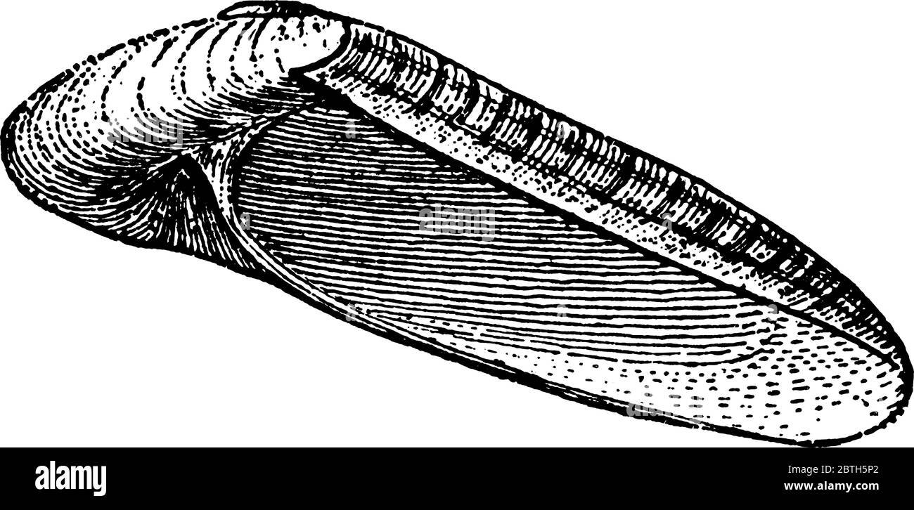 Naticina haliotoides, une espèce de naticoïde, un escargot de mer prédateur de la classe des gastéropodes de Molluska, dessin de ligne vintage ou illustration de gravure. Illustration de Vecteur