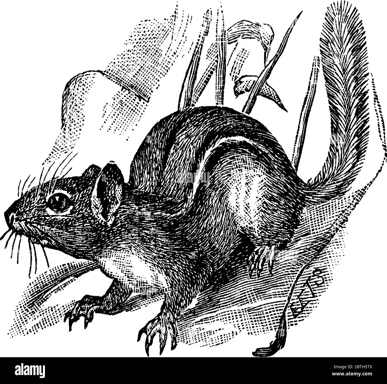 Les chipmunk sont de petites espèces rayées d'environ 6 pouces de long, avec une queue d'environ 4 pouces de long. Il est brun rougeâtre dans les parties supérieures et a deux stri blancs Illustration de Vecteur
