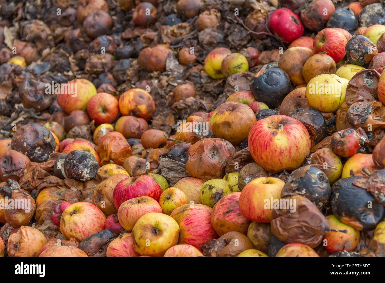 image plein format montrant beaucoup de pommes pourries Banque D'Images