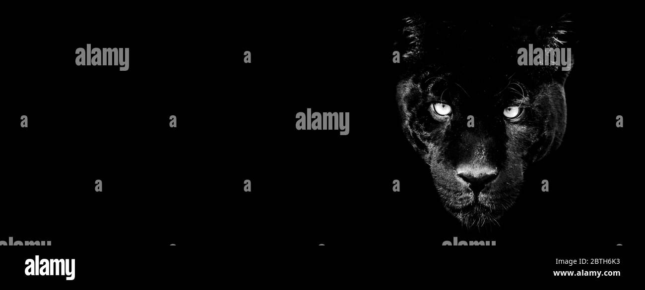 Modele De Panthere Noir En Noir Et Blanc Avec Fond Noir Photo Stock Alamy