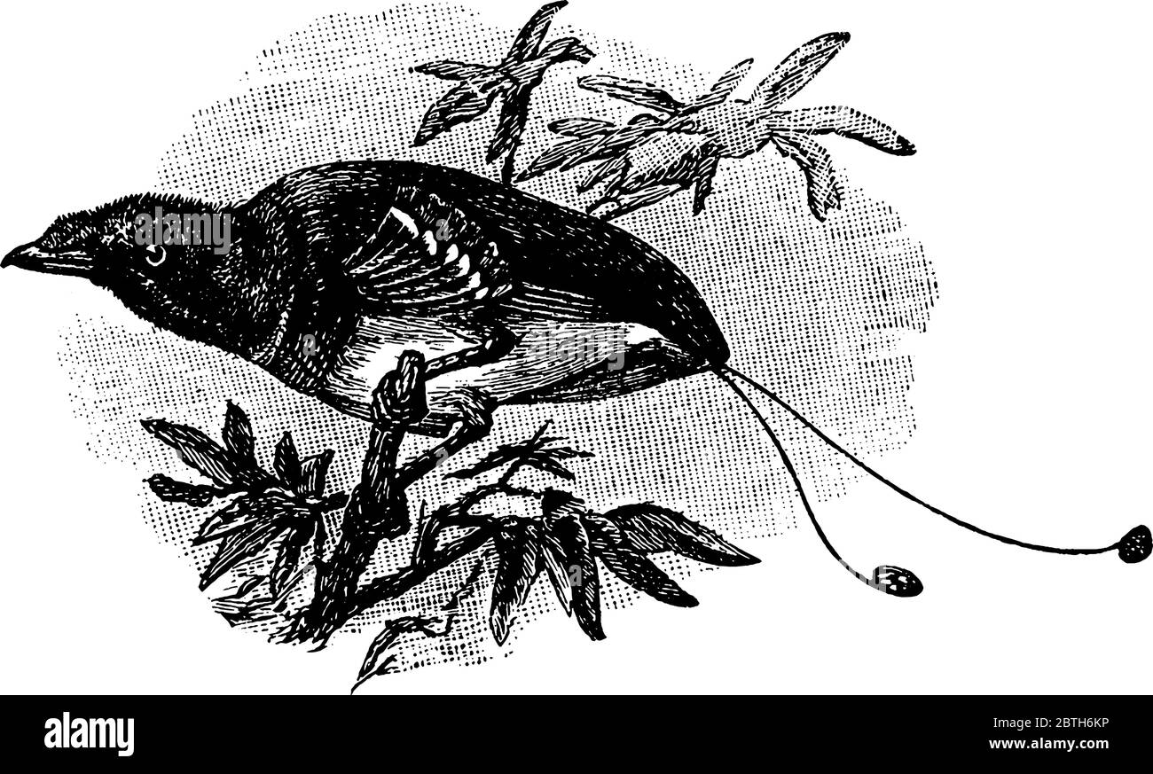 Le roi oiseau de paradis (Cicinnurus regius) est un oiseau de passereau de la famille des Paradisaeidae (oiseau de paradis). Un oiseau de 6 à 7 pouces de longueur de fl Illustration de Vecteur
