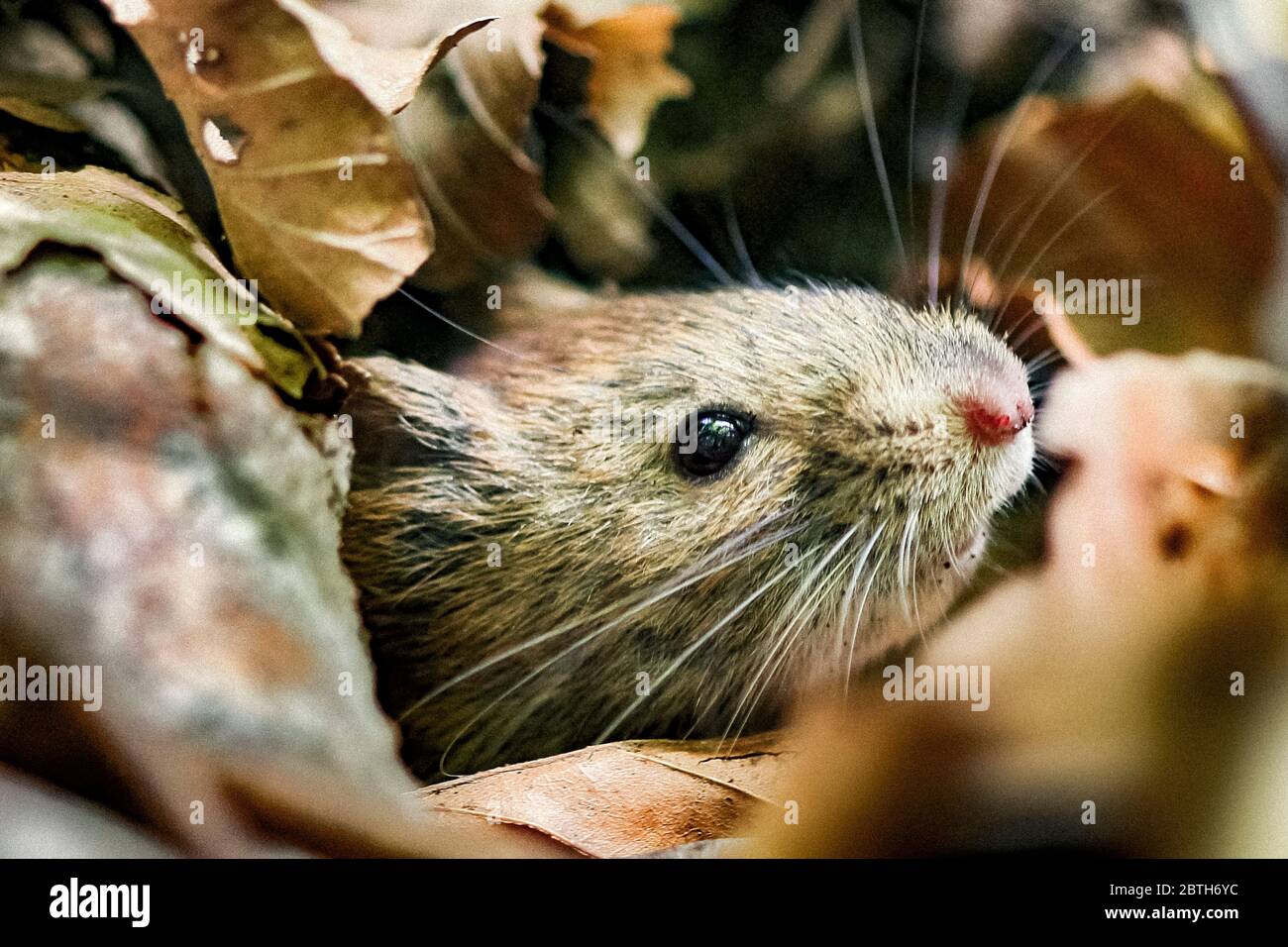 Italie - Parc National des Abruzzes - Mont Marsicani - vole rougeâtre ( Myodes glareolus ) Banque D'Images