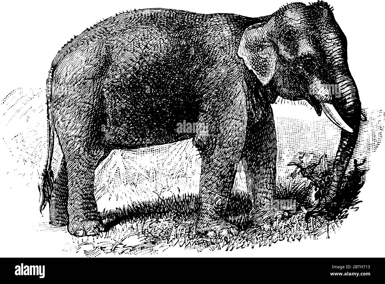 Un éléphant d'Asie, le plus grand animal vivant de terre en Asie, dessin de ligne vintage ou illustration de gravure. Illustration de Vecteur