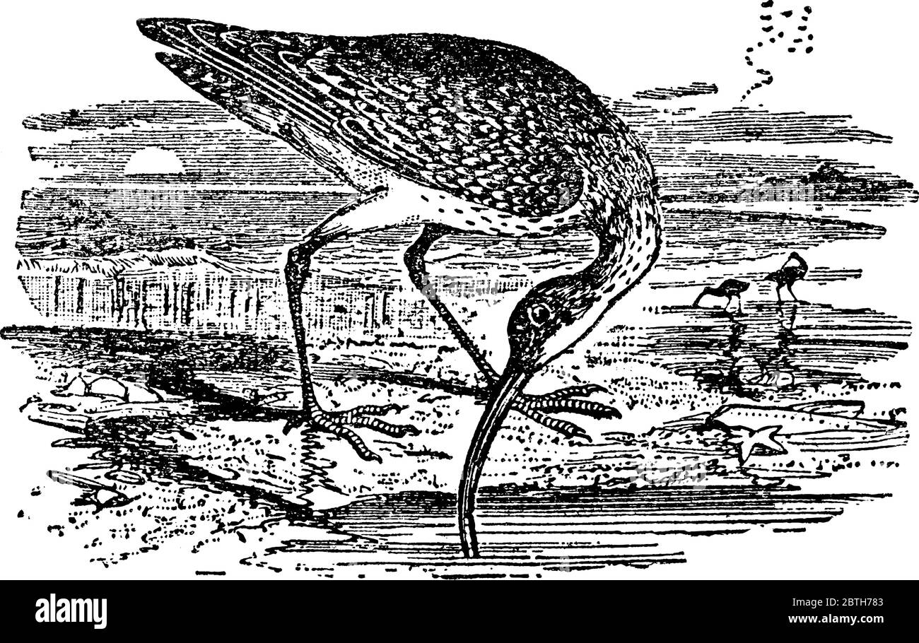 Une illustration de l'oiseau, le Courlis, se nourrissant sur la boue, à la recherche de vers et d'autres invertébrés, avec leur long mince bas-courbé bec, vintage Illustration de Vecteur