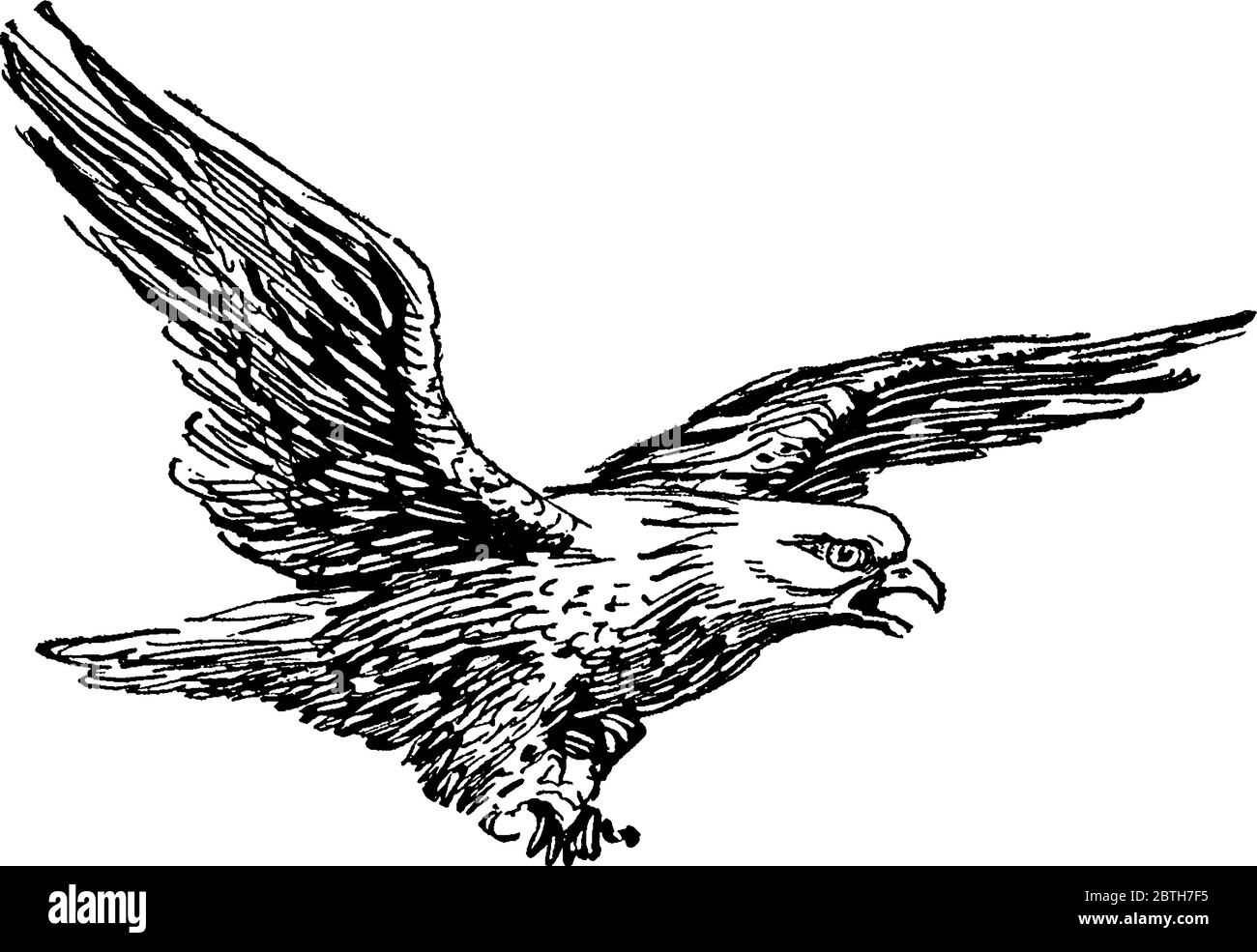 L'aigle à tête blanche (Haliaeetus leucocephalus) est un oiseau de proie trouvé en Amérique du Nord, sa queue est modérément longue et légèrement en forme de coin. Le bec est Illustration de Vecteur