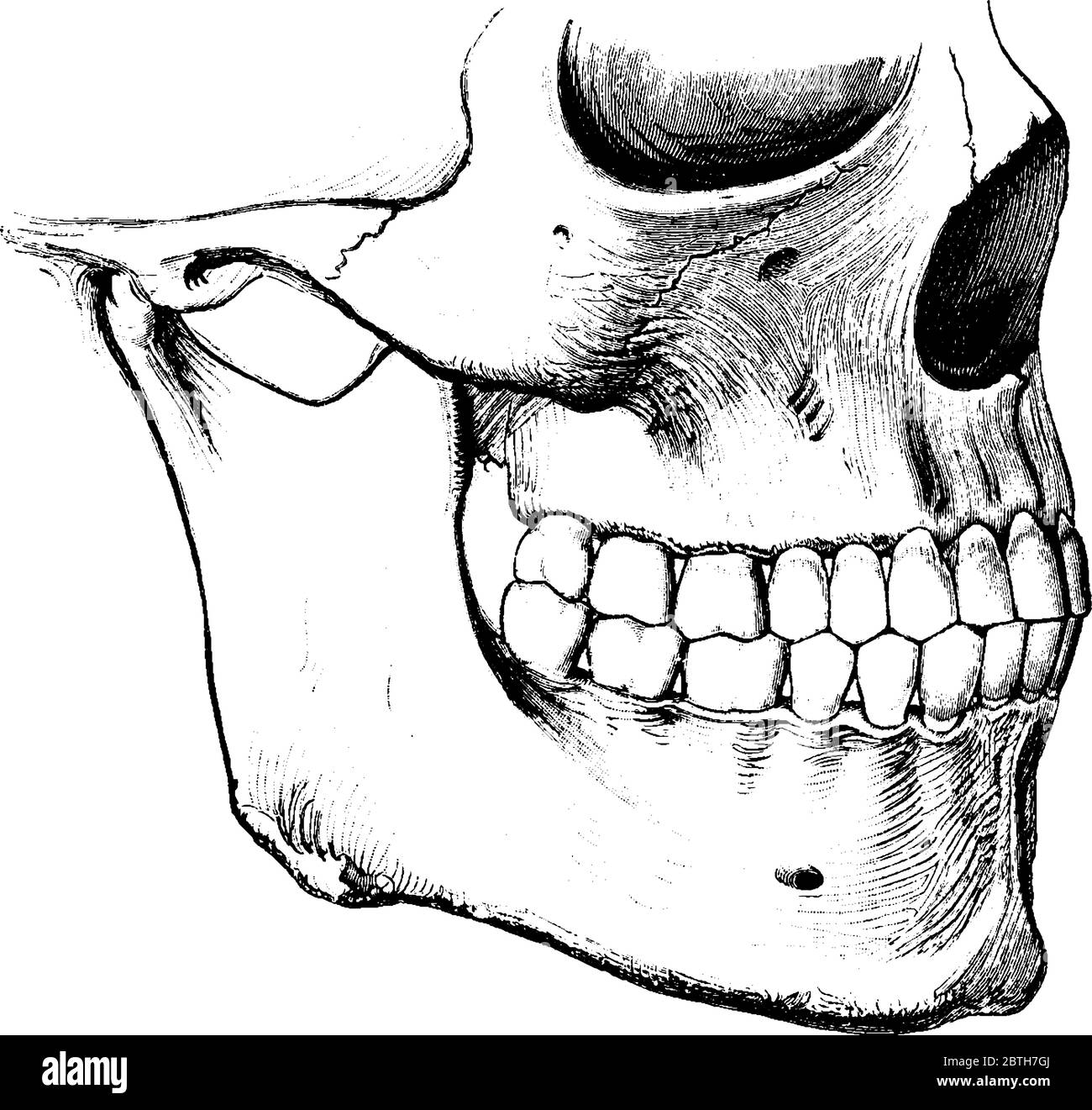Montre la relation entre les dents supérieures et inférieures, lorsque la bouche est fermée, dessin de ligne vintage ou illustration de gravure. Illustration de Vecteur