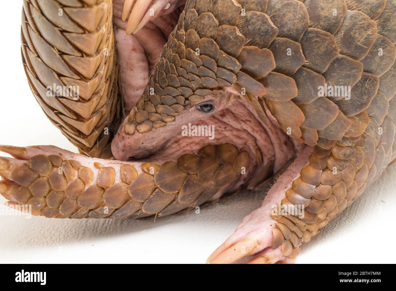 Pangolin (Manis javanica) isolé sur fond blanc Banque D'Images