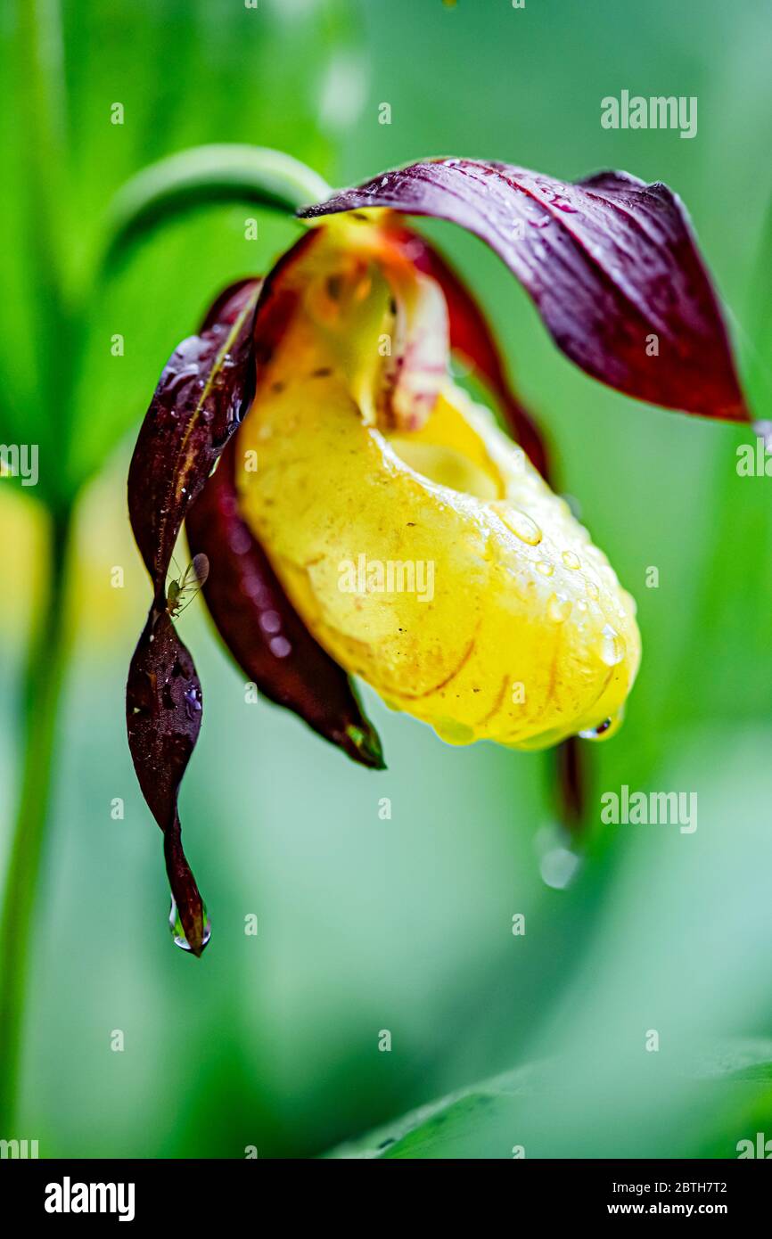 Italie - Parc National des Abruzzes - Mont Marsicani - Vénus Slipper - ( Cypripedium calceolus ) Banque D'Images