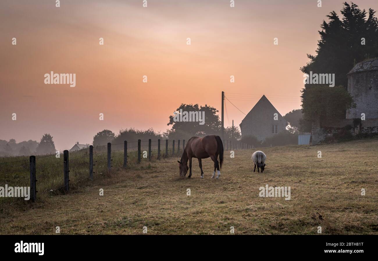 Un cheval et un mouton paisiblement ensemble, tôt le matin dans la campagne normande, dans le nord de la France Banque D'Images