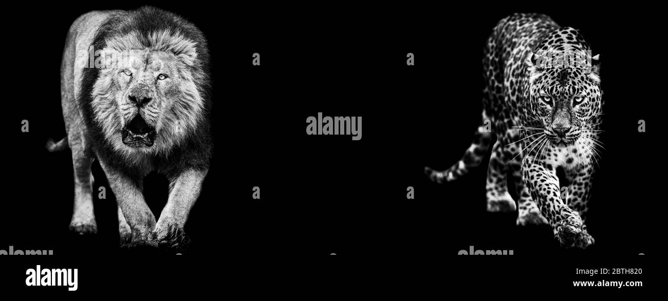 Modèle de Lion et de panthère en noir et blanc avec fond noir Banque D'Images