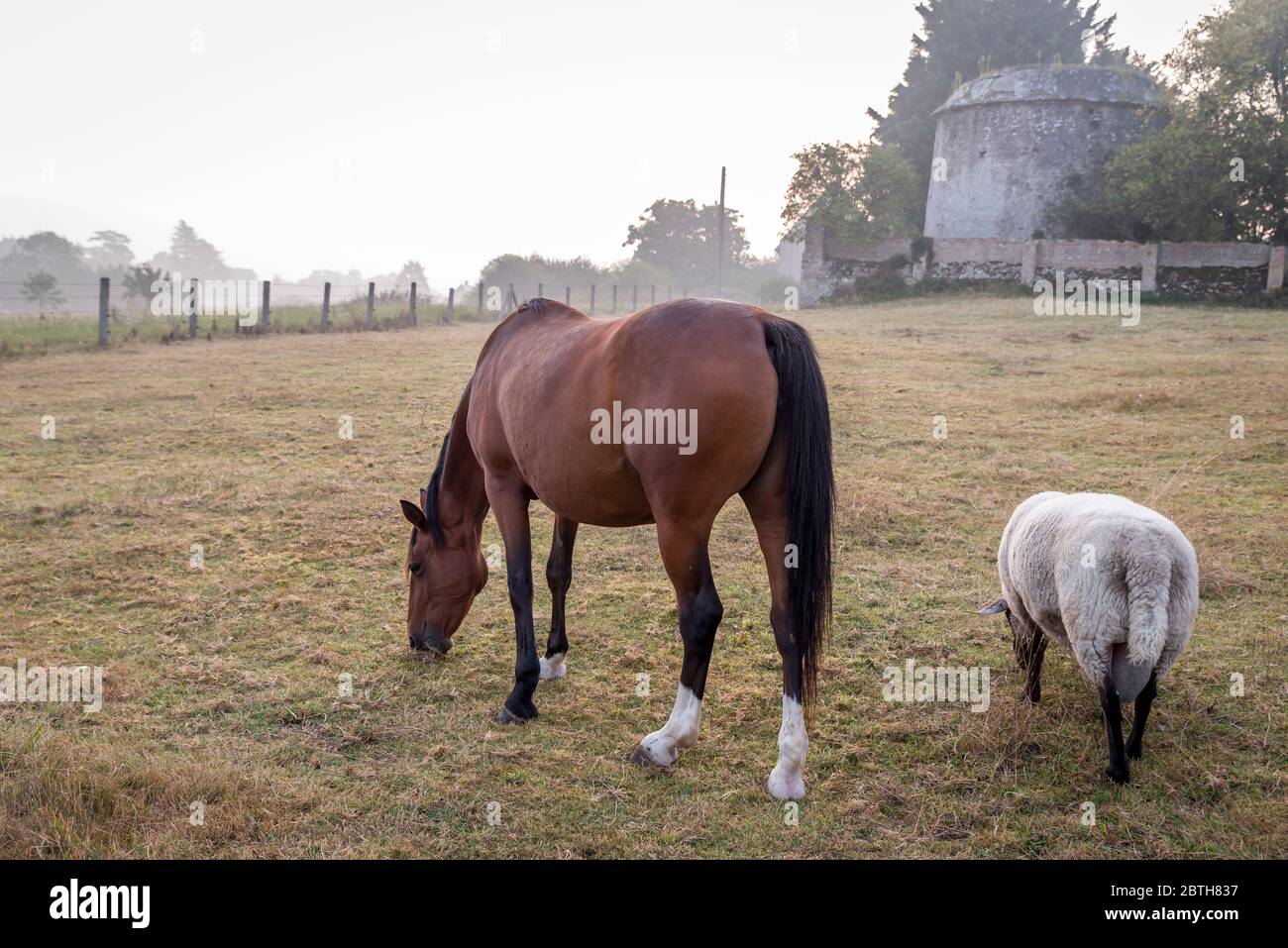Un cheval et un mouton paisiblement ensemble, tôt le matin dans la campagne normande, dans le nord de la France Banque D'Images