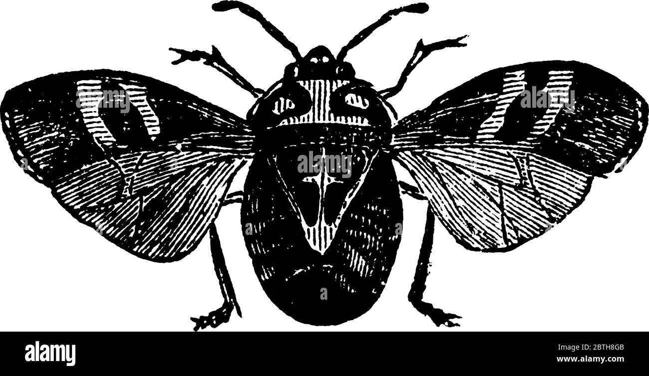 Arlequin choux-insecte, Murgantia histrionica espèces; adulte, dessin de ligne vintage ou illustration de gravure. Illustration de Vecteur