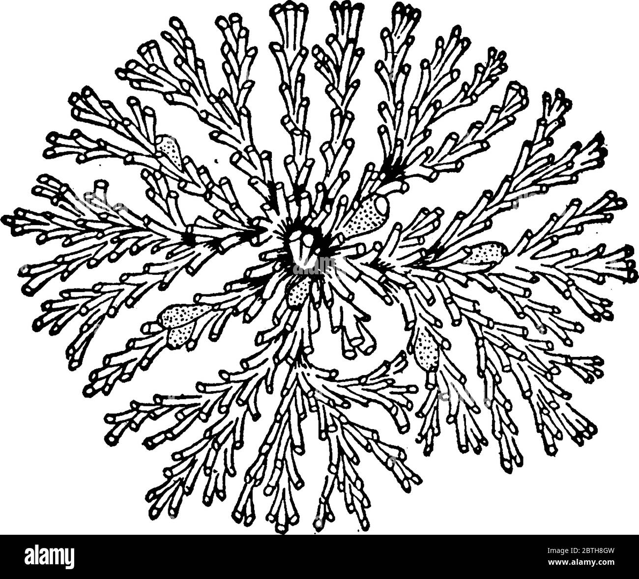 La figure montre un invertébrés aquatiques sédentaires du phylum Bryozoa, qui comprend les animaux de la mousse, un dessin de ligne vintage ou une illustration de gravure. Illustration de Vecteur