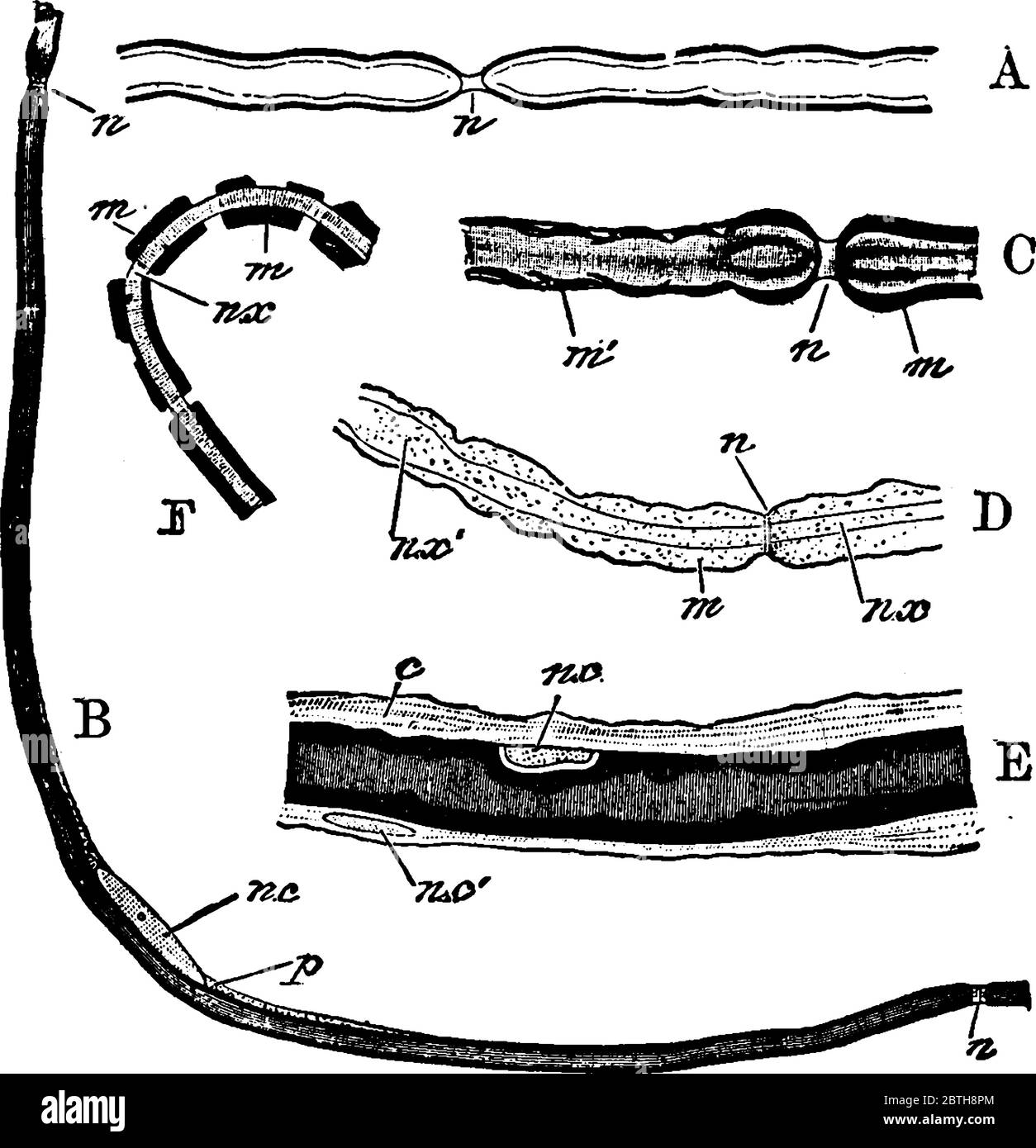 La fibre nerveuse est une projection longue et mince d'une cellule ou d'un neurone nerveux dans le système nerveux humain, dessin de ligne vintage ou illustration de gravure. Illustration de Vecteur