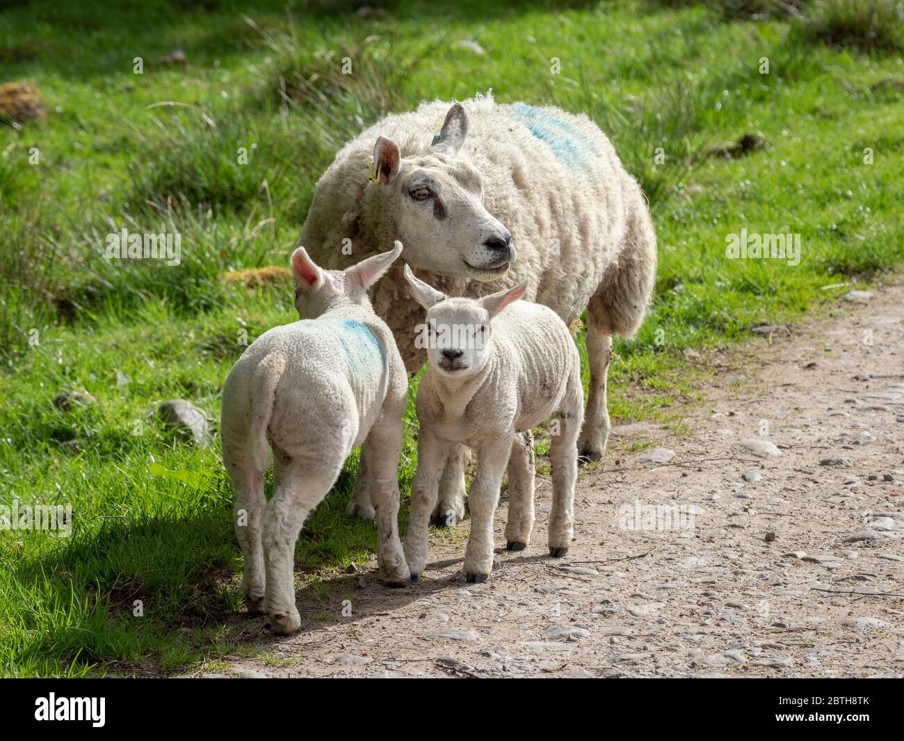 Partie de moutons Beltex avec deux agneaux sur une ferme, région des Highlands, Écosse Banque D'Images
