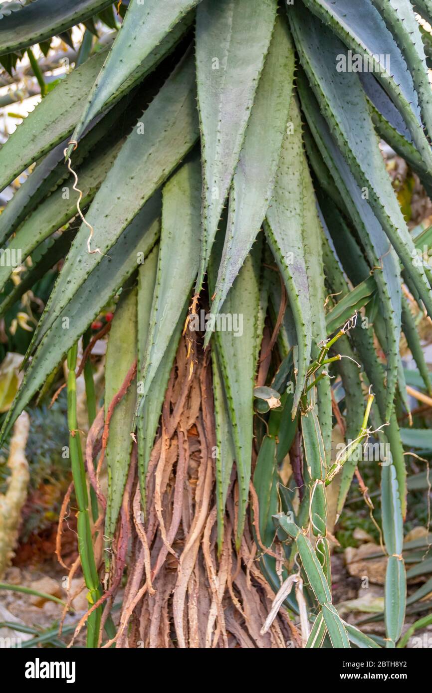 une plante à agave de grande croissance piquée Banque D'Images