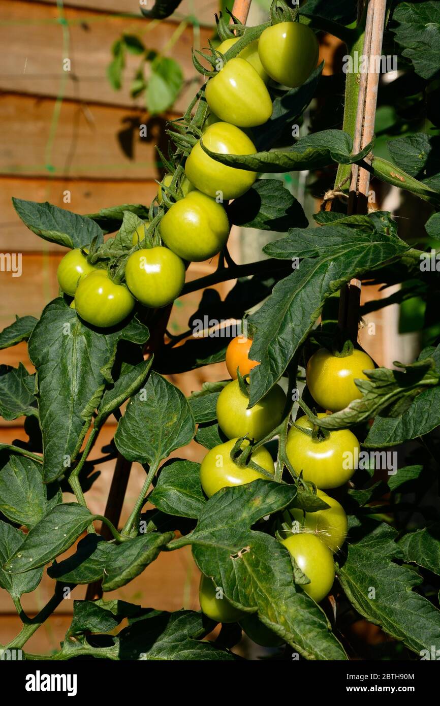 Le Mountain Magic variété de tomates mûrir sur la vigne, UK Banque D'Images
