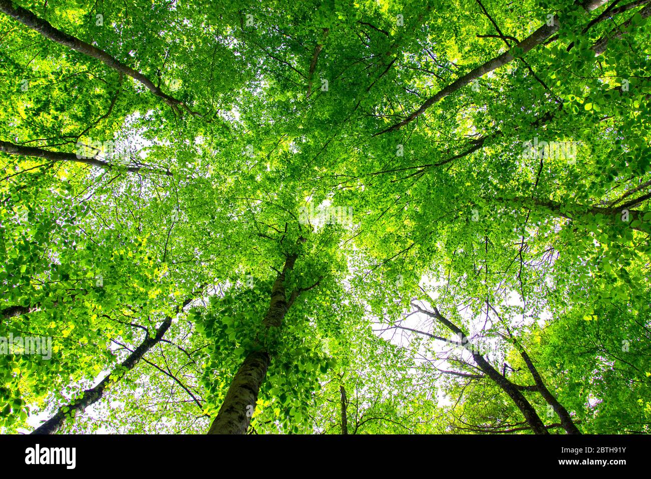 Nature forêt fond. Feuillage vert de printemps frais des arbres. Banque D'Images