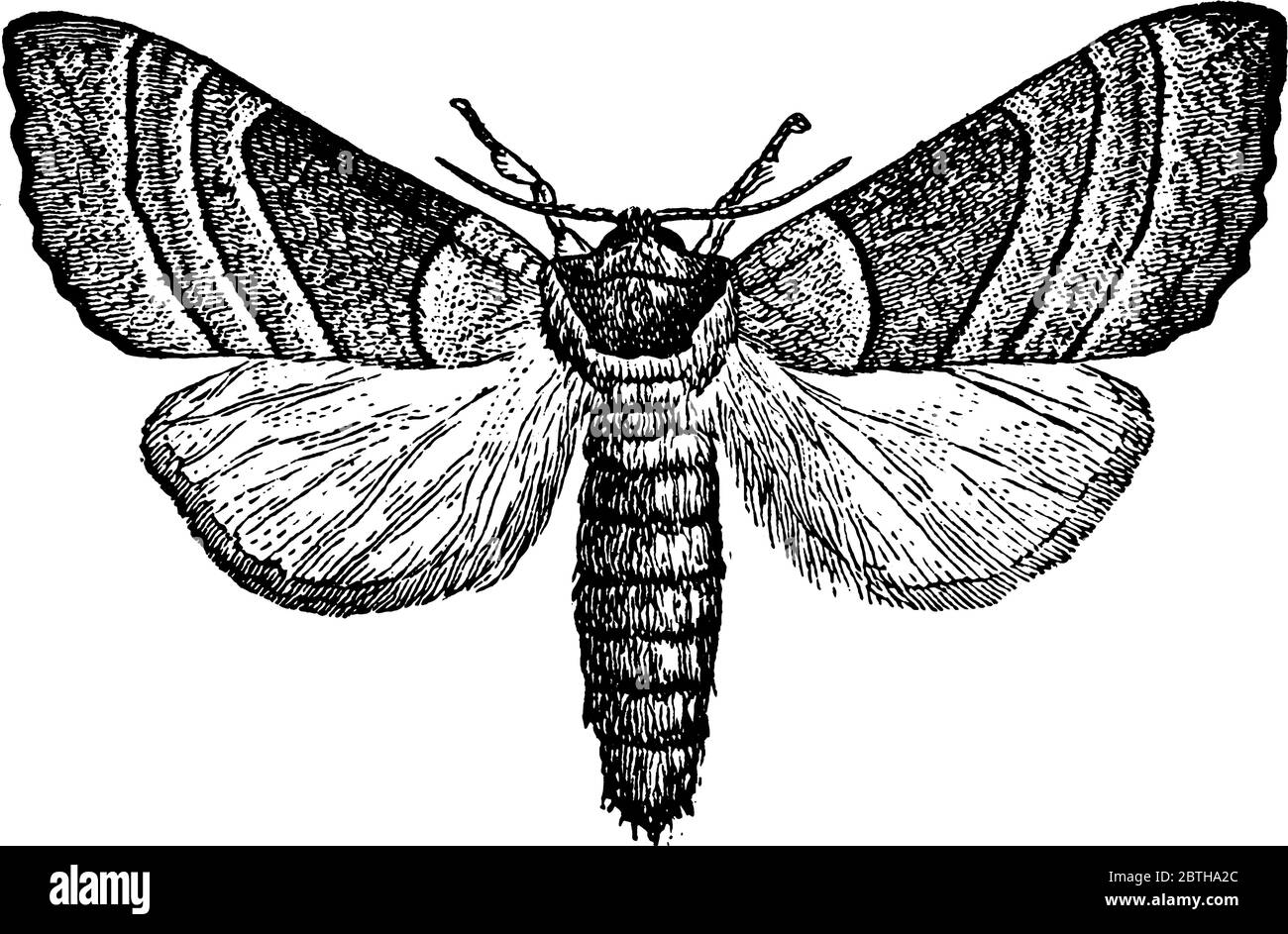 La photo représente la mère de caterpillar à col jaune, Datana ministra species, qui a trois à quatre lignes traversant chaque aile, ligne d'anis Illustration de Vecteur