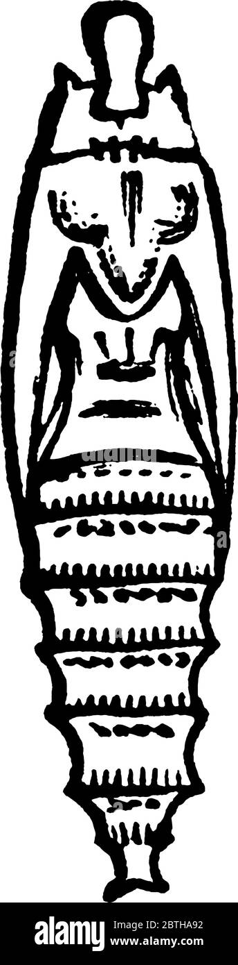Le stade de pupa d'une papillon, Teras minutaspecies, avec des dessins marbrumés sombres sur son corps segmenté, un dessin de ligne vintage ou une illustration de gravure. Illustration de Vecteur