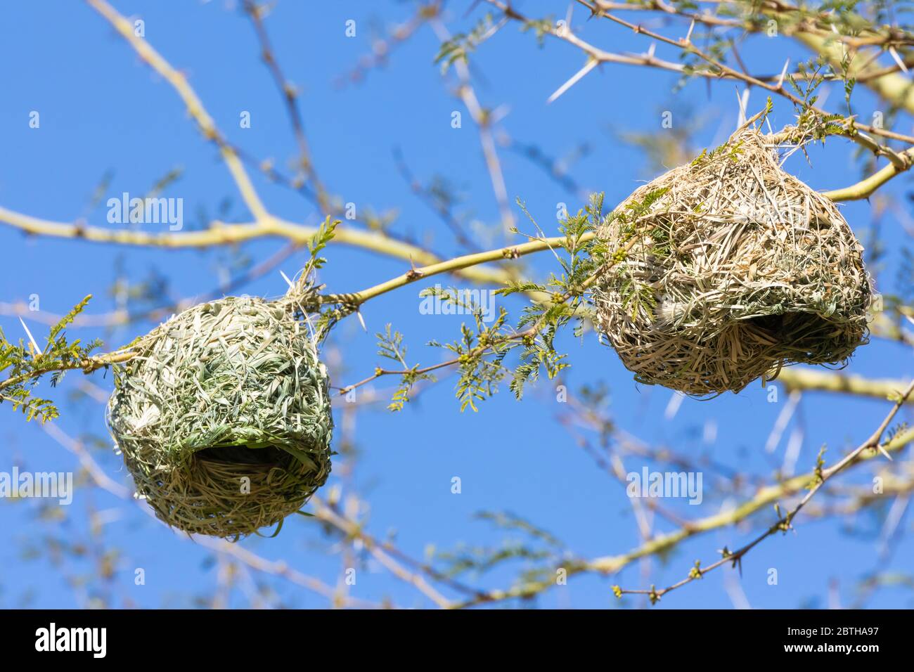 Nid du castor masqué du Sud (Ploceus velatus) fait de matière végétale tissée séchée dans un arbre de fièvre ( Vachellia xanthophloea), Cap occidental, Sud Banque D'Images