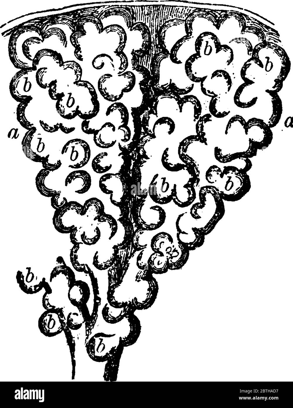 Représente deux alvéoles du poumon. Les alvéoles sont des cavités qui sont alvéolées de pièces de renflement et leur fonction est d'échanger les molécules d'oxygène A. Illustration de Vecteur