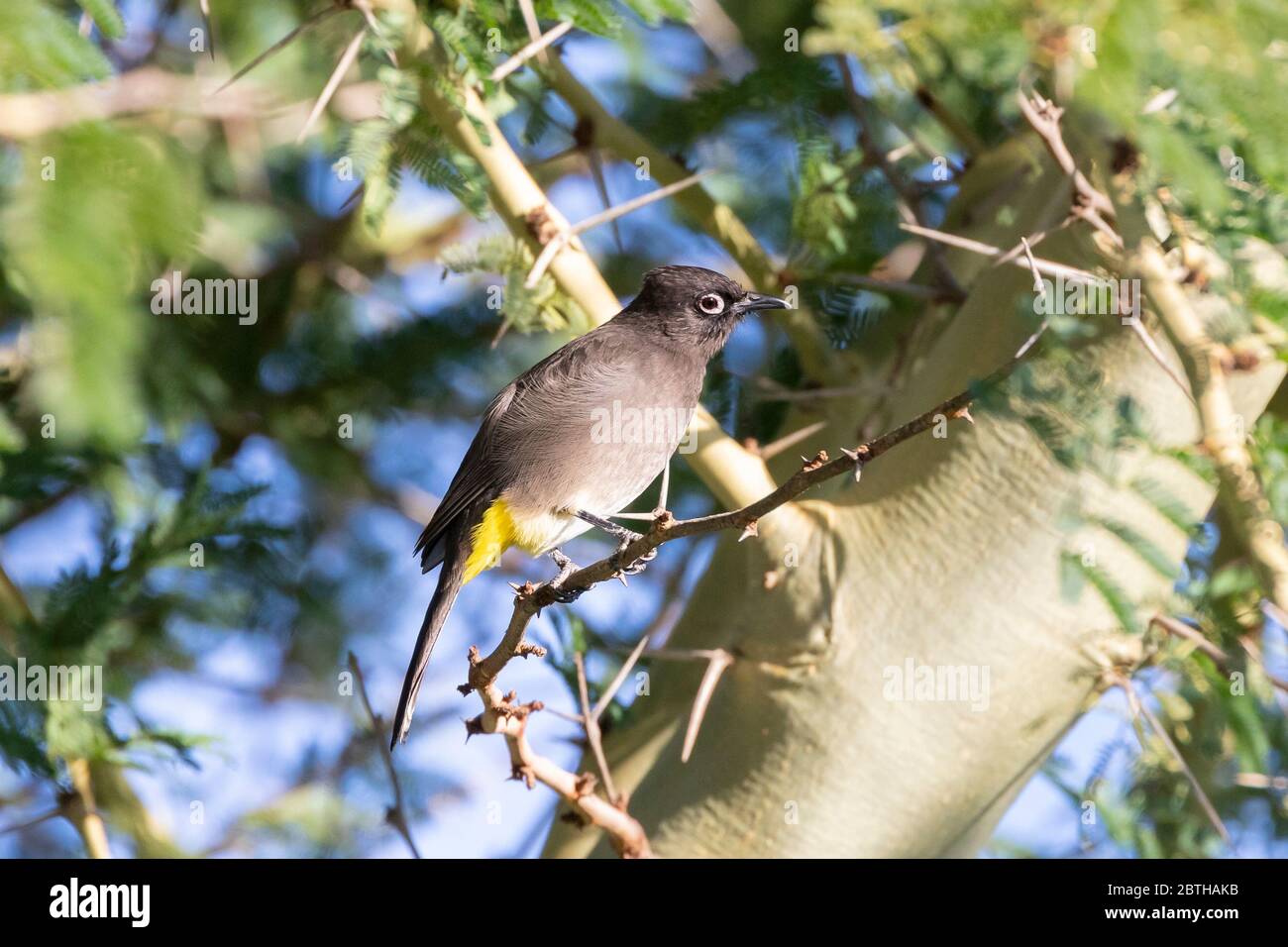 Cap Bulbul (Pycnonotus capensis) perché dans un arbre de fièvre (Vachellia xanthophloea), Cap occidental, Afrique du Sud Banque D'Images