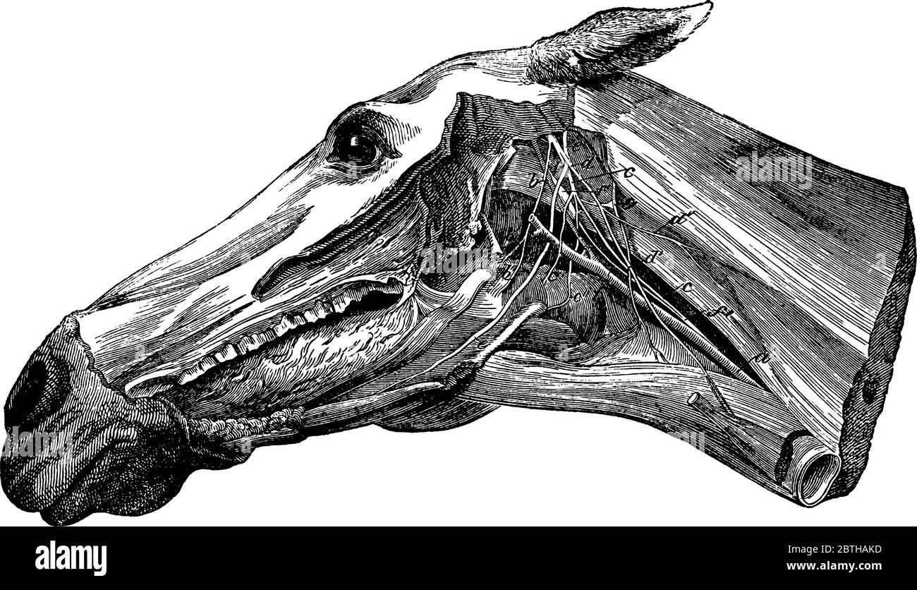 Tête d'un cheval, montrant le neuvième, dixième, onzième et douzième crânien, premier cervical, et une partie des nerfs sympathiques, le ramus maxillaire gauche Illustration de Vecteur